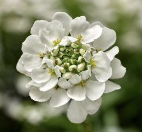 Iberka vždyzelená 'Whistler White' - Iberis sempervirens 'Whistler White'