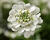 Iberka vždyzelená 'Whistler White'
