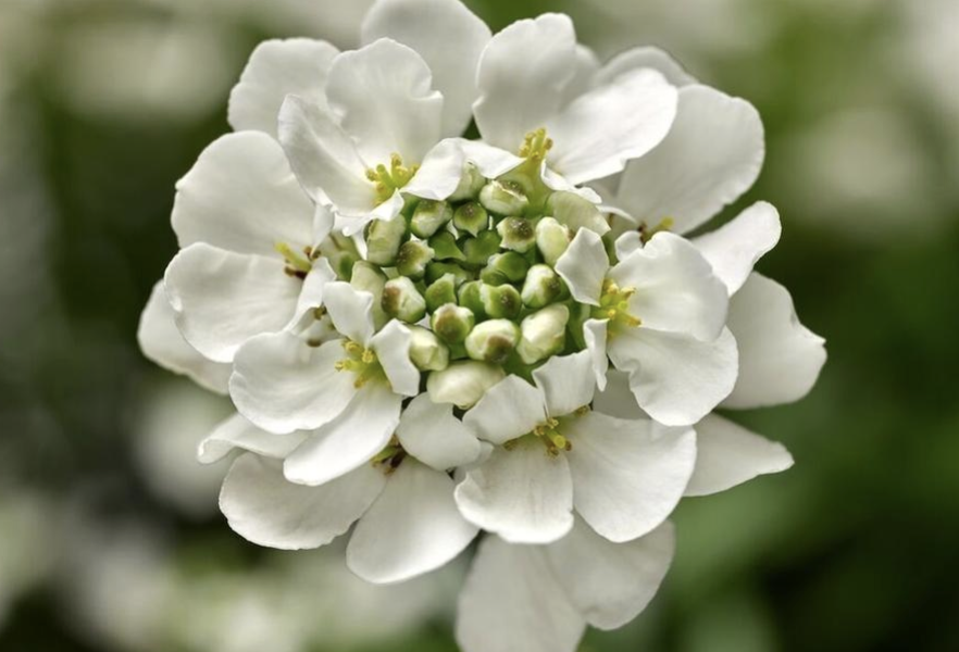 Iberka vždyzelená 'Whistler White' - Iberis sempervirens 'Whistler White'
