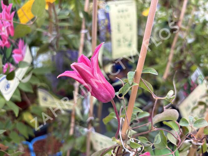 Plamének 'Princess Diana' - Clematis 'Princess Diana'