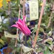 Plamének 'Princess Diana' - Clematis 'Princess Diana'