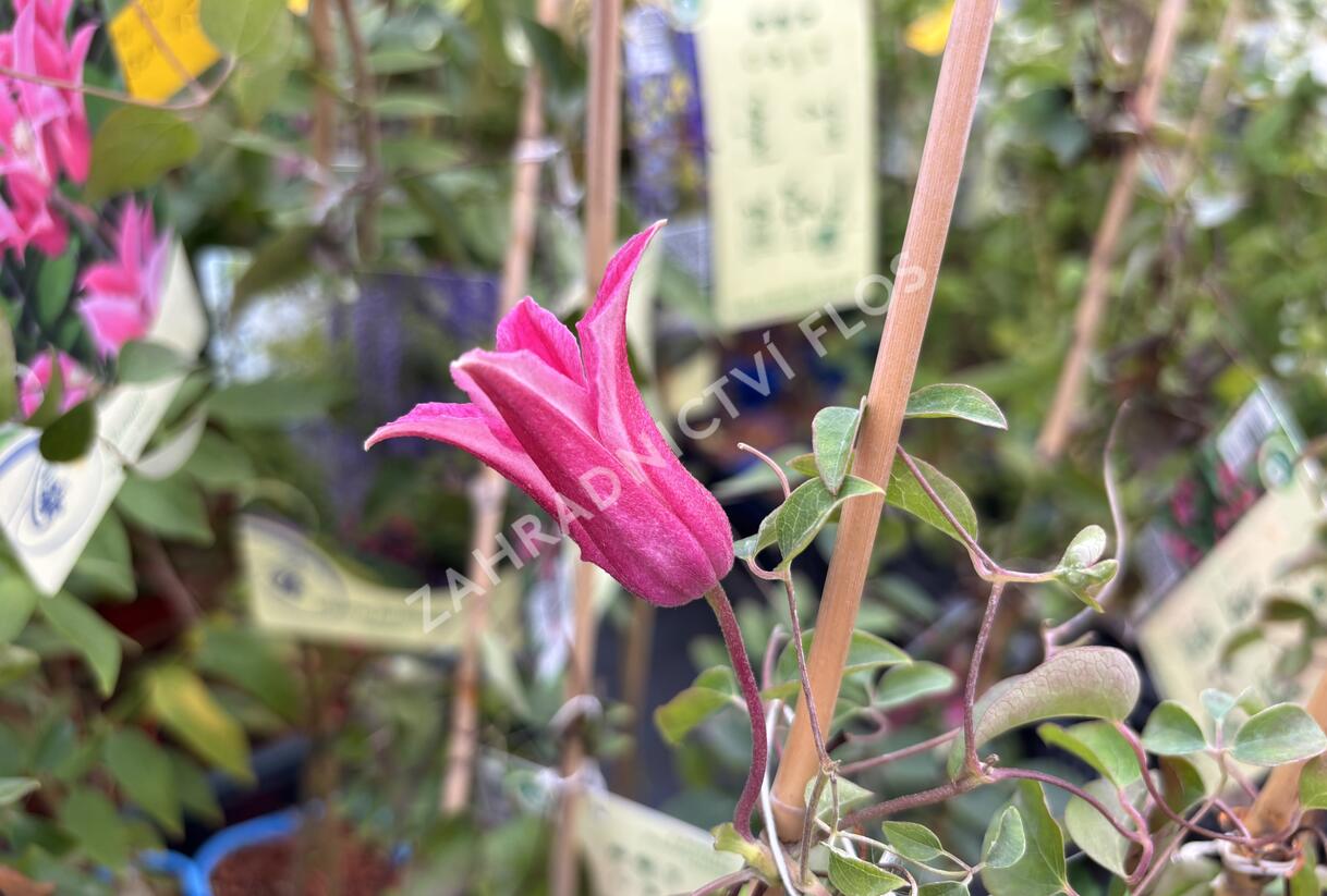 Plamének 'Princess Diana' - Clematis 'Princess Diana'