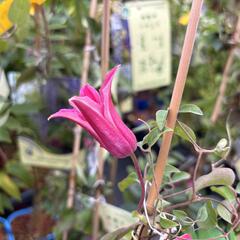 Plamének 'Princess Diana' - Clematis 'Princess Diana'
