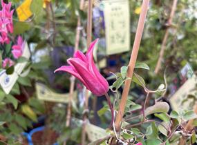 Plamének 'Princess Diana' - Clematis 'Princess Diana'