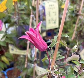 Plamének 'Princess Diana' - Clematis 'Princess Diana'