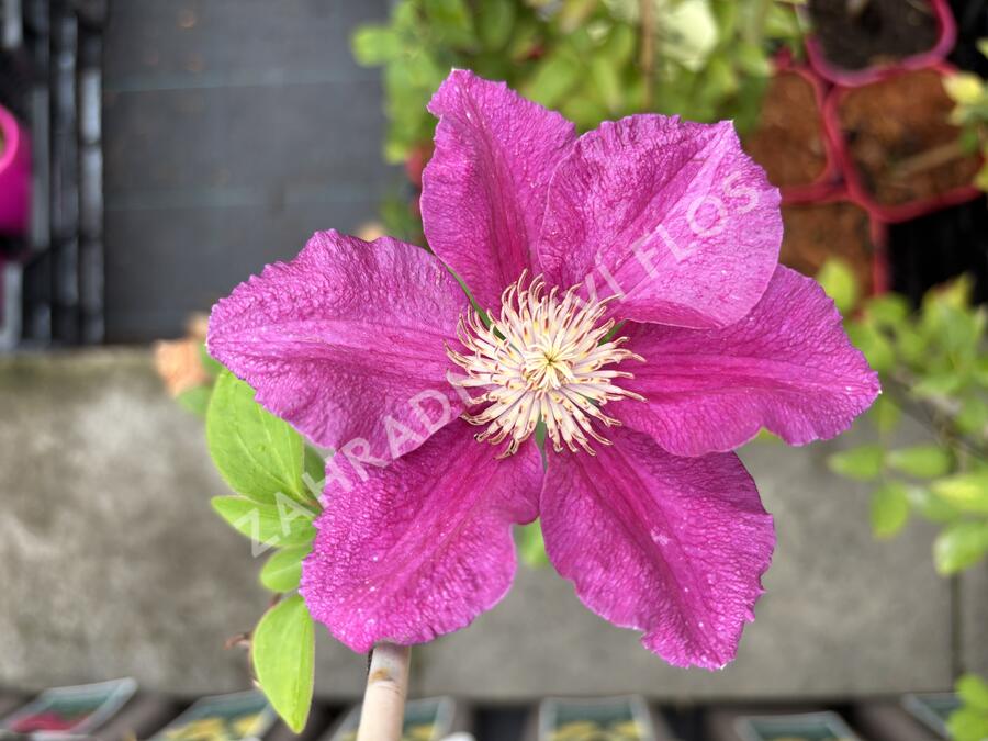 Plamének 'Ernest Markham' - Clematis 'Ernest Markham'