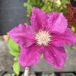 Plamének 'Ernest Markham' - Clematis 'Ernest Markham'