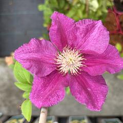 Plamének 'Ernest Markham' - Clematis 'Ernest Markham'