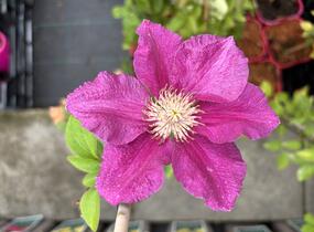Plamének 'Ernest Markham' - Clematis 'Ernest Markham'