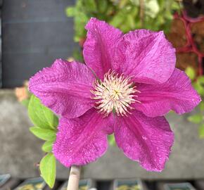 Plamének 'Ernest Markham' - Clematis 'Ernest Markham'
