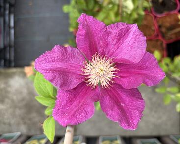 Plamének 'Ernest Markham'