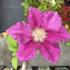 Clematis 'Ernest Markham'.JPG