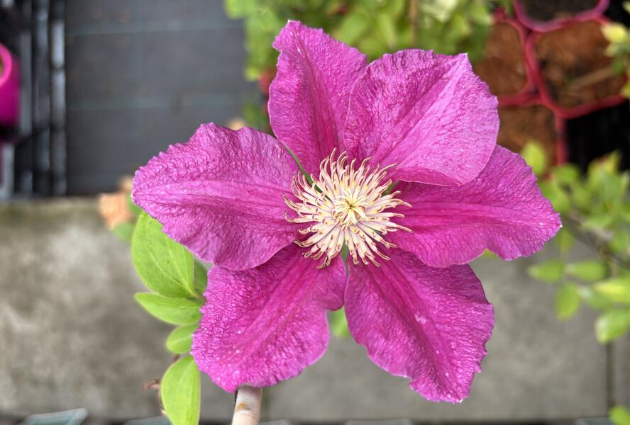 Plamének 'Ernest Markham' - Clematis 'Ernest Markham'