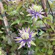 Plamének 'Taiga' - Clematis 'Taiga'