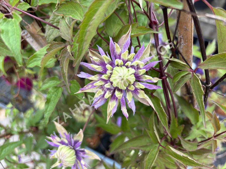 Plamének 'Taiga' - Clematis 'Taiga'