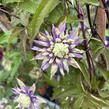 Plamének 'Taiga' - Clematis 'Taiga'