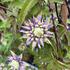 Clematis 'Taiga'.JPG