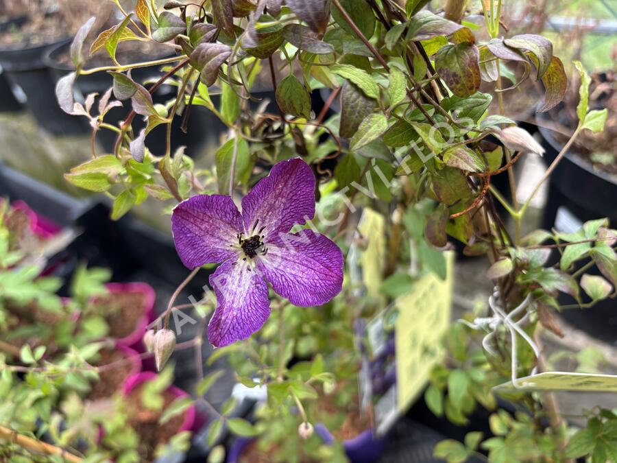 Plamének vlašský 'Night Veil' - Clematis viticella 'Night Veil'