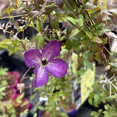 Plamének vlašský 'Night Veil' - Clematis viticella 'Night Veil'