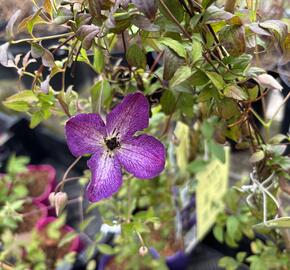 Plamének vlašský 'Night Veil' - Clematis viticella 'Night Veil'