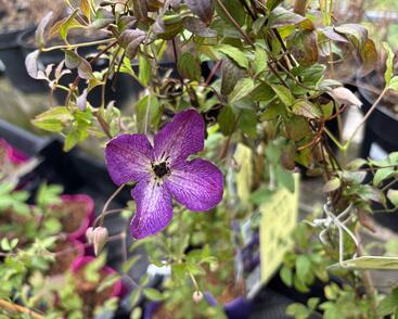 Plamének vlašský 'Night Veil'