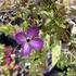 Clematis viticella 'Night Veil'.JPG