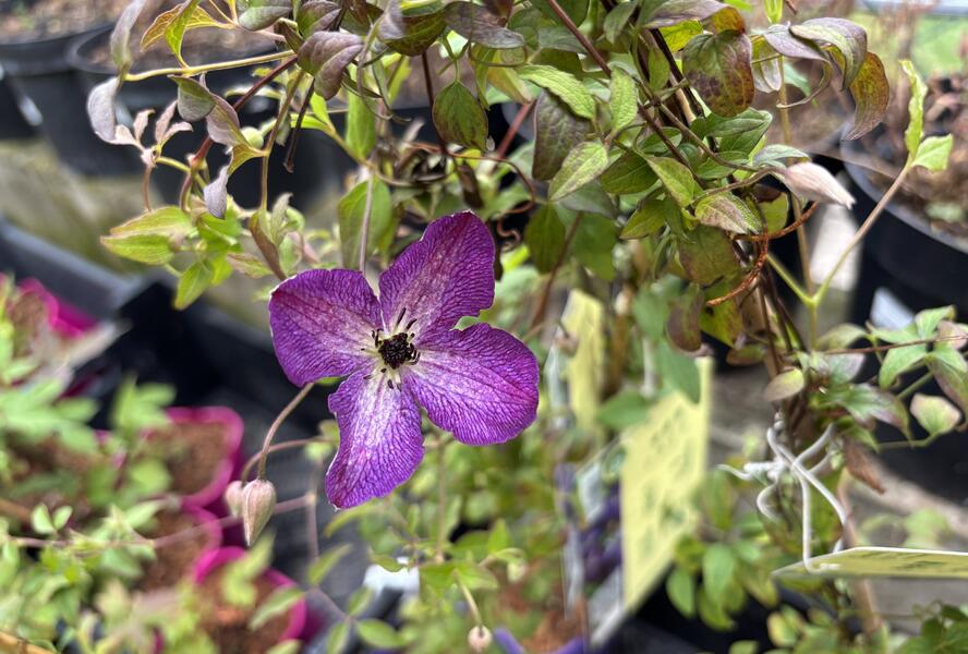 Plamének vlašský 'Night Veil' - Clematis viticella 'Night Veil'