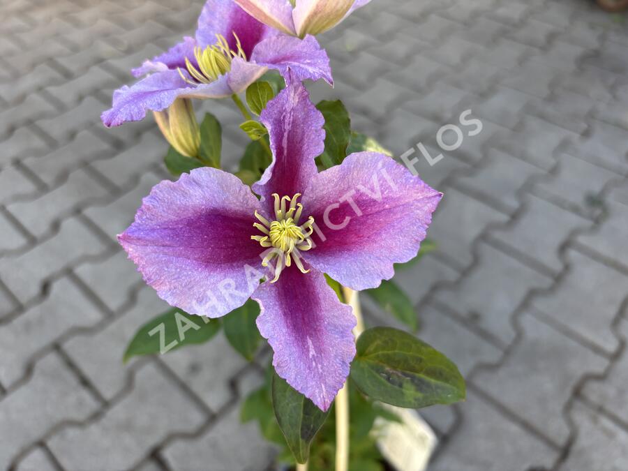 Plamének 'Piilu' - Clematis 'Piilu'