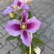 Plamének 'Piilu' - Clematis 'Piilu'