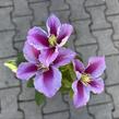 Plamének 'Piilu' - Clematis 'Piilu'