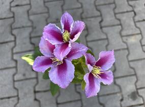 Plamének 'Piilu' - Clematis 'Piilu'