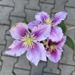 Plamének 'Doctor Ruppel' - Clematis 'Doctor Ruppel'