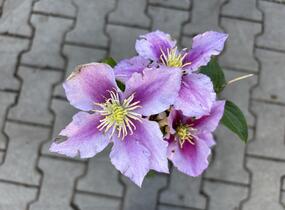 Plamének 'Doctor Ruppel' - Clematis 'Doctor Ruppel'