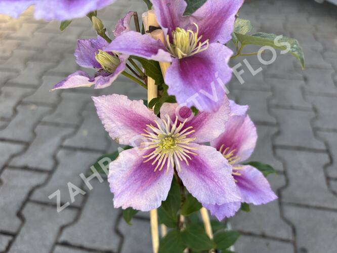 Plamének 'Doctor Ruppel' - Clematis 'Doctor Ruppel'