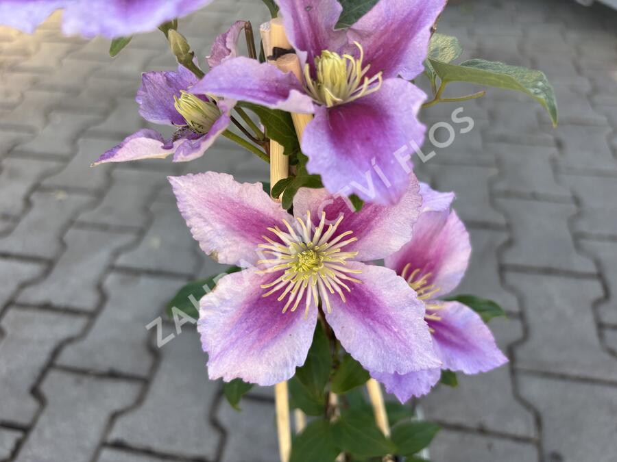 Plamének 'Doctor Ruppel' - Clematis 'Doctor Ruppel'