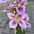 Plamének 'Doctor Ruppel' - Clematis 'Doctor Ruppel'