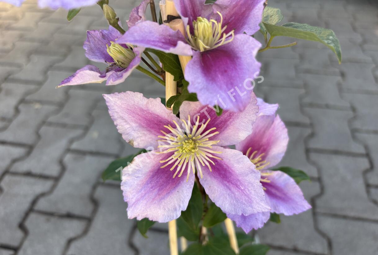 Plamének 'Doctor Ruppel' - Clematis 'Doctor Ruppel'