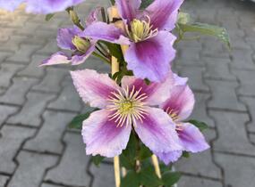Plamének 'Doctor Ruppel' - Clematis 'Doctor Ruppel'
