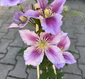 Plamének 'Doctor Ruppel' - Clematis 'Doctor Ruppel'