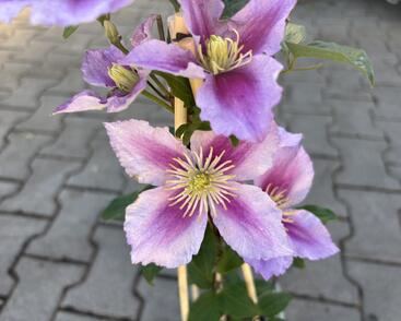 Plamének 'Doctor Ruppel'