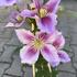 Clematis 'Doctor Ruppel'.JPG