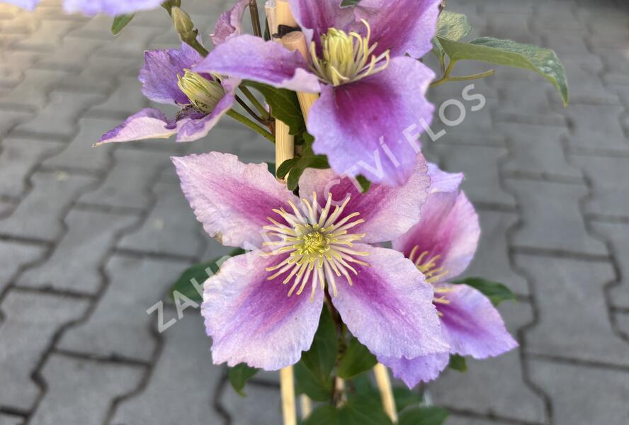 Plamének 'Doctor Ruppel' - Clematis 'Doctor Ruppel'