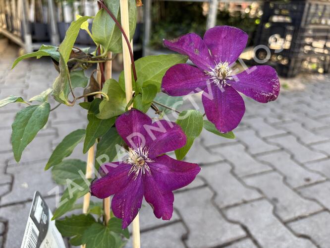 Plamének 'Rouge Cardinal' - Clematis 'Rouge Cardinal'