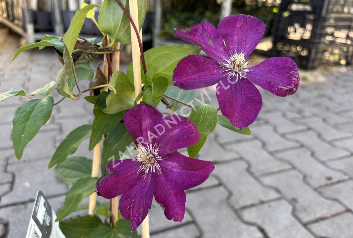 Plamének 'Rouge Cardinal' - Clematis 'Rouge Cardinal'