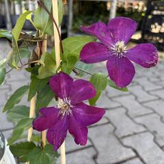 Plamének 'Rouge Cardinal' - Clematis 'Rouge Cardinal'