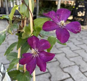 Plamének 'Rouge Cardinal' - Clematis 'Rouge Cardinal'