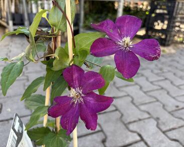 Plamének 'Rouge Cardinal'