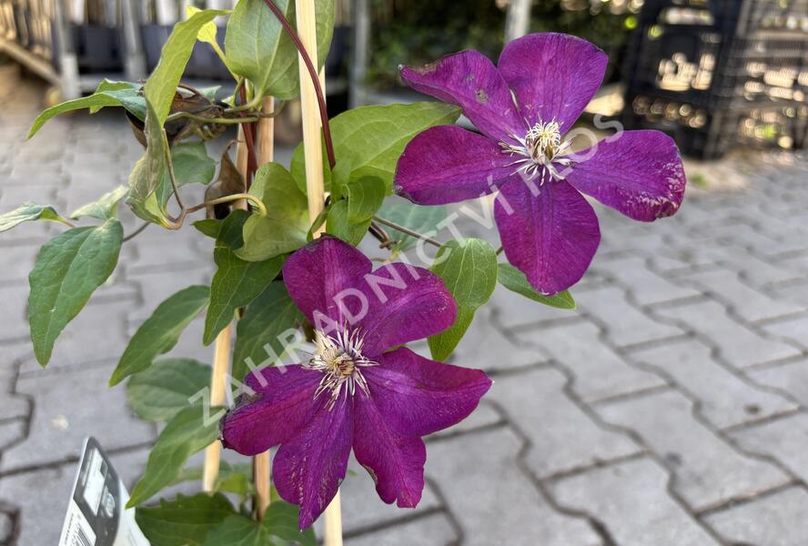 Plamének 'Rouge Cardinal' - Clematis 'Rouge Cardinal'