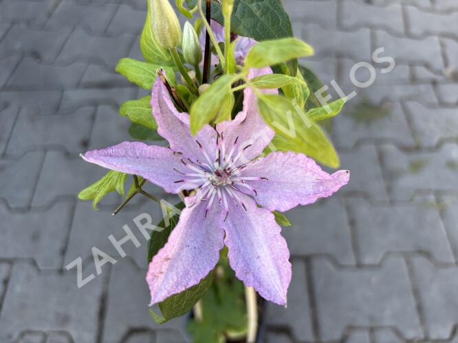 Plamének 'Nelly Moser' - Clematis 'Nelly Moser'
