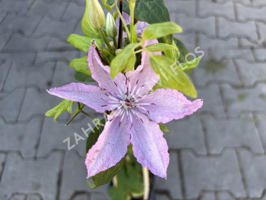 Plamének 'Nelly Moser' - Clematis 'Nelly Moser'